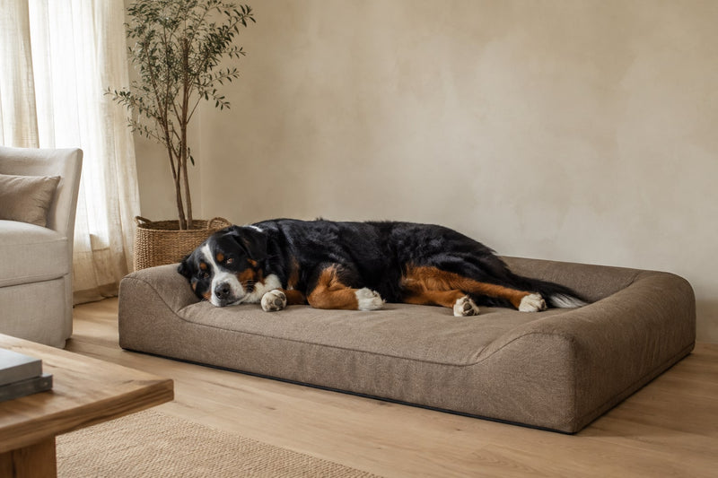 Quelle taille de panier choisir pour son chien ? Guide et tableau des tailles