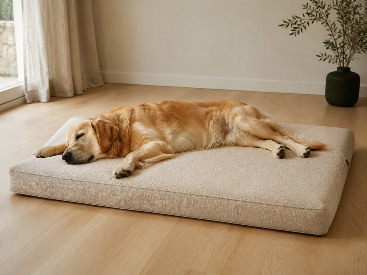 Grand chien couché dans un couchage large