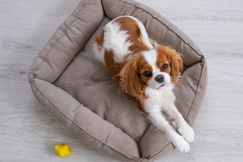 Comment choisir un panier pour chien ? Le guide complet