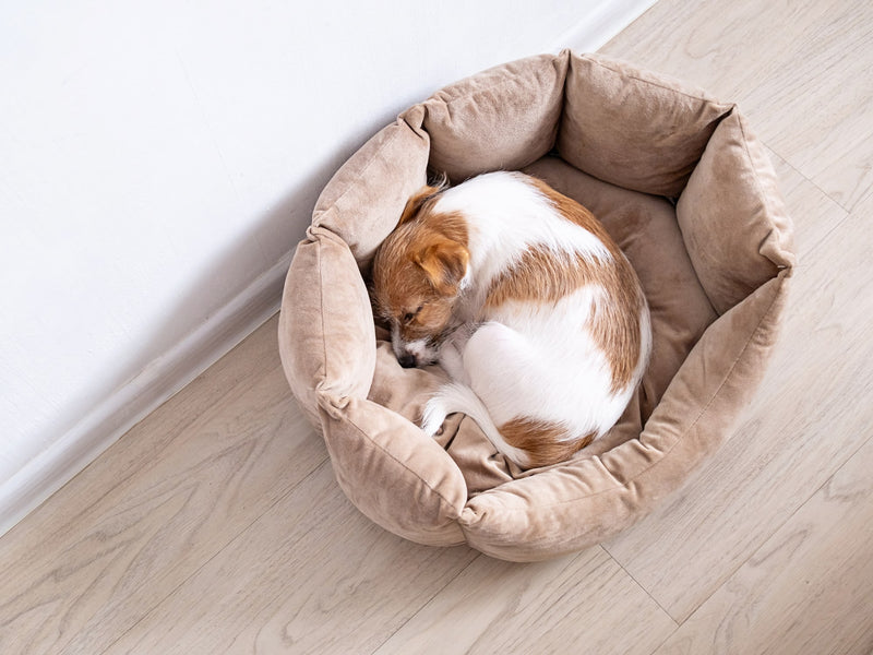 Jack Russell endormi en boule dans un panier beige à rebords hauts, contre un mur blanc