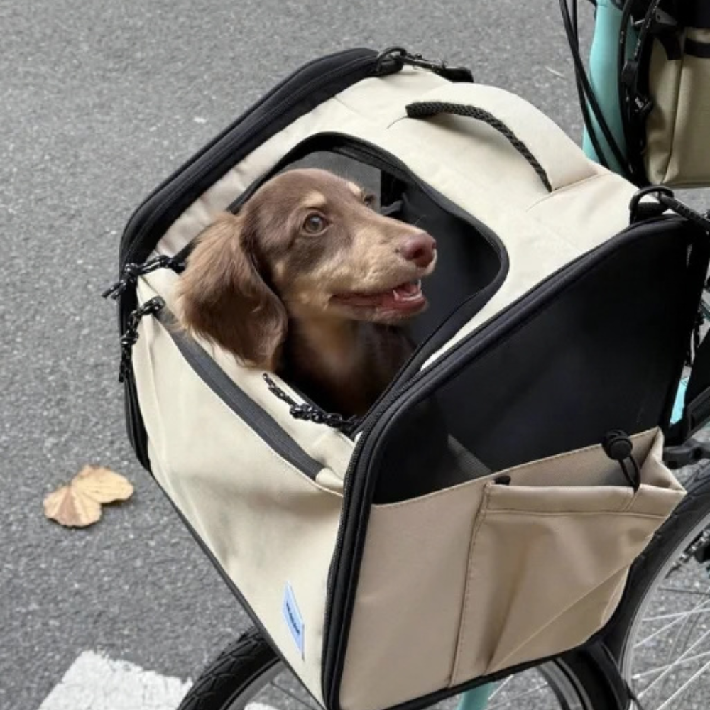 Chien qui passe la tête hors de son panier de vélo en balade extérieure