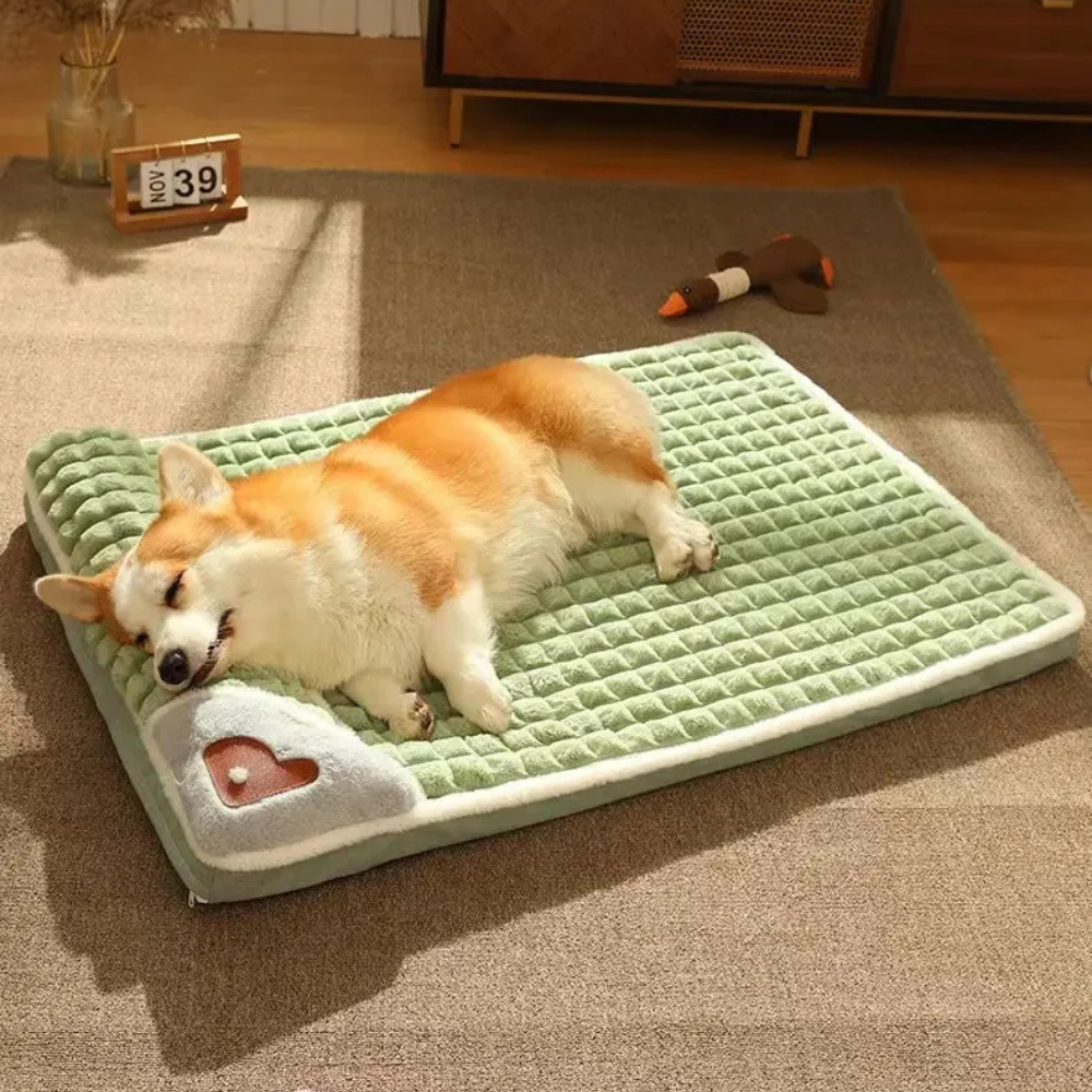 Corgi endormi sur le coussin orthopédique vert près d'un jouet canard, photo d'usage réel