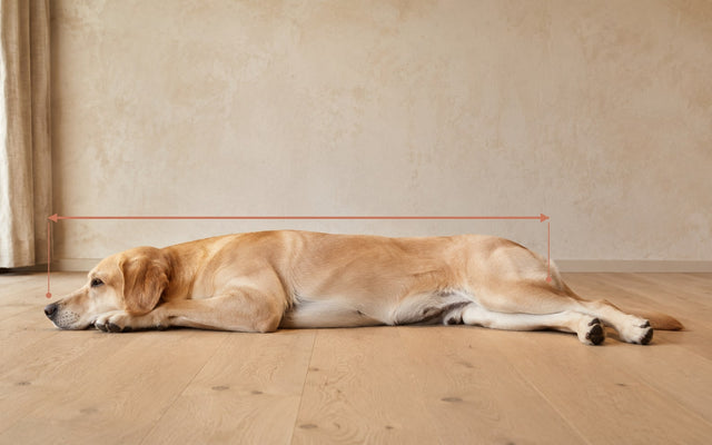 Chien couché sur le flanc avec la ligne de mesure du museau à la base de la queue