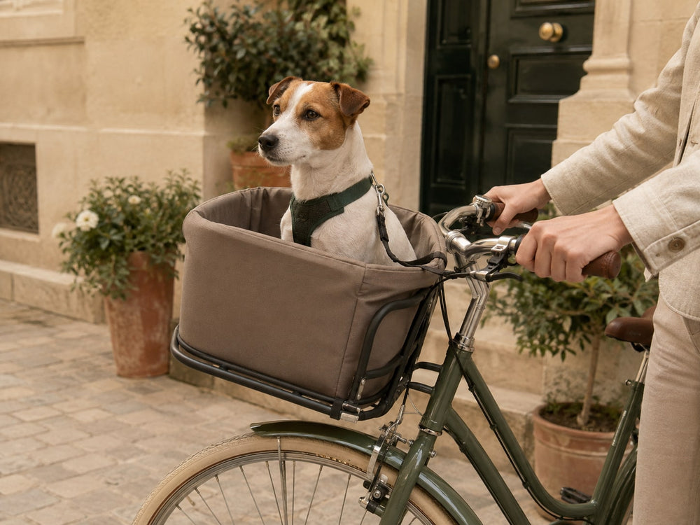 Chien installé dans un panier fixé à l'avant d'un vélo