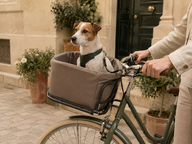 Chien installé dans un panier fixé à l'avant d'un vélo
