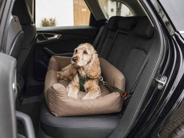 Chien installé dans un couchage posé sur la banquette arrière d'une voiture