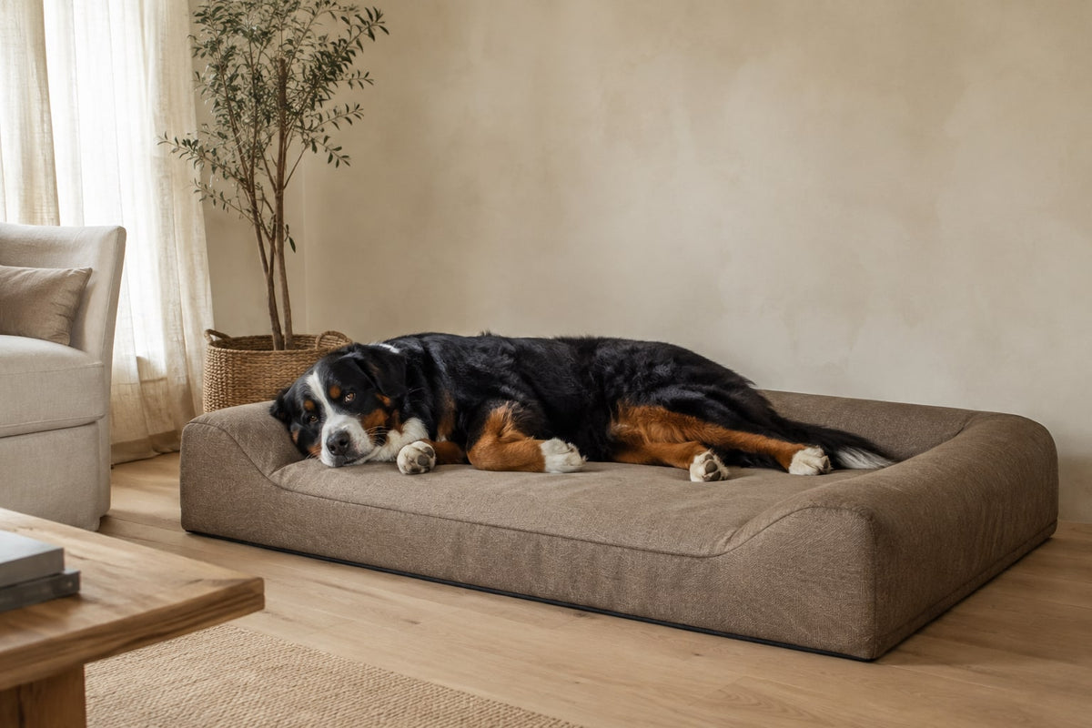Bouvier bernois allongé sur un grand matelas taupe, dans un salon beige avec olivier en pot